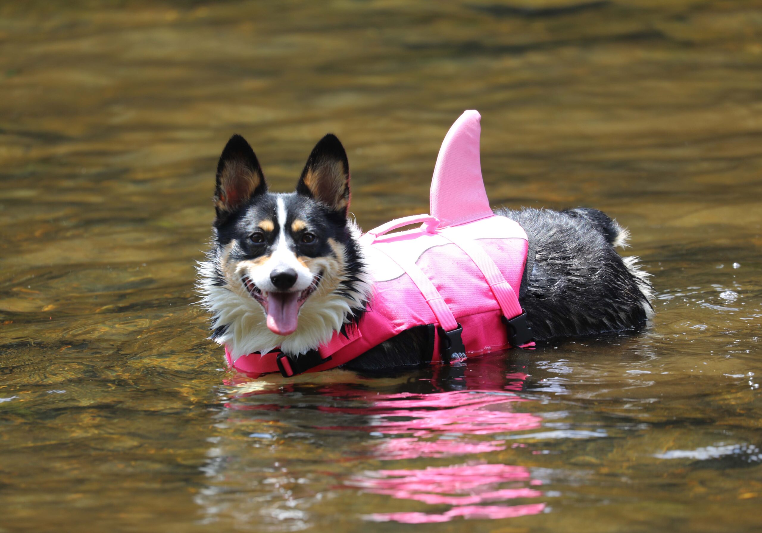 Baylor Shark Week 1