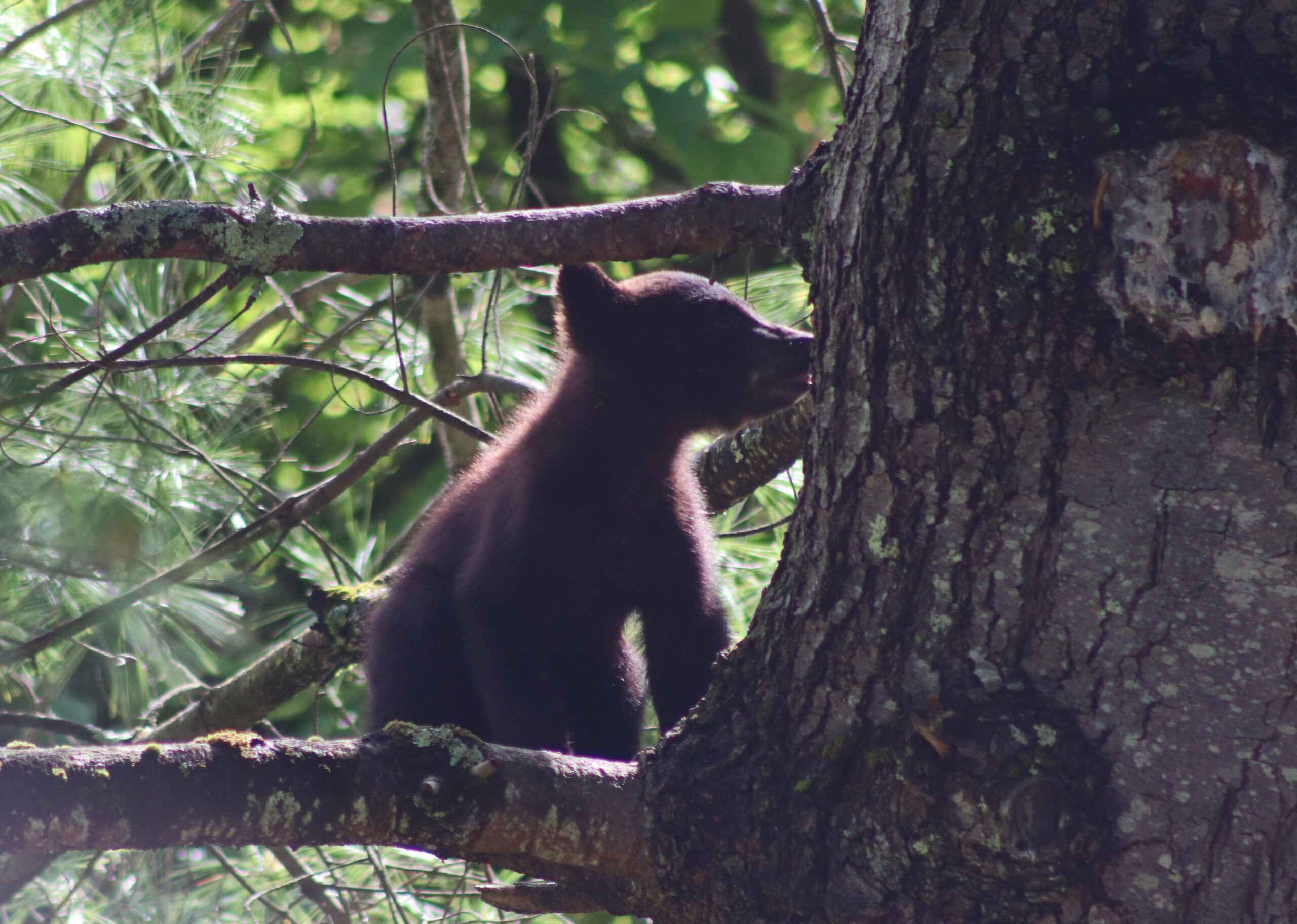 Cub 6-15-26