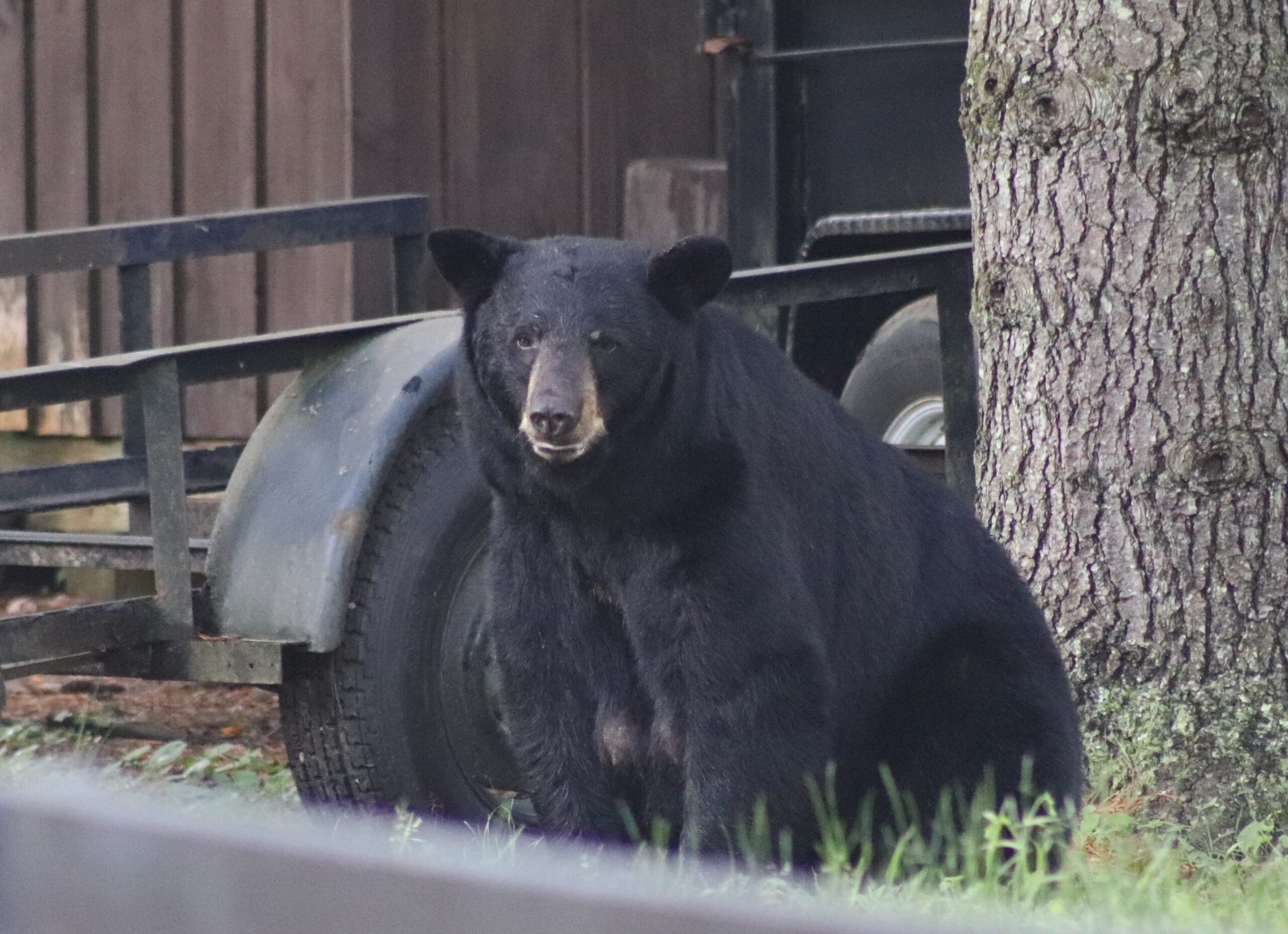 Mama Bear 6-15-2026